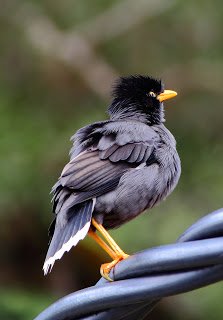 Jalak Kerbau Acridotheres javanicus (Javan Myna) 3